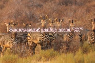 Фонетический разбор слова юг