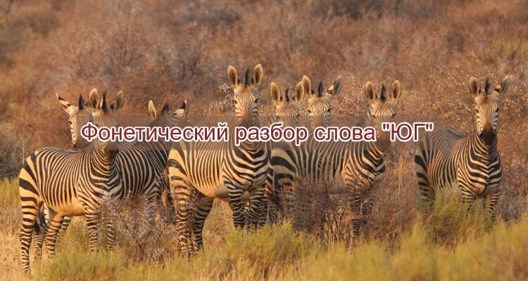 Фонетический разбор слова юг